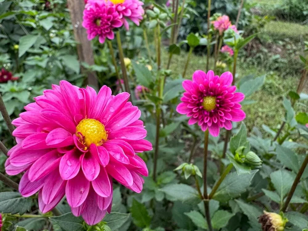 Dahlia 'Jenna' (Jenna Dahlia) — Northwest Blooms